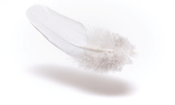 istock_feather.jpg istock_feather.jpg