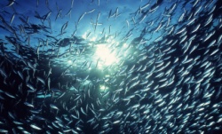 istock_fishstocks.jpg istock_fishstocks.jpg