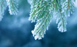 istock_forest-pine-snowy.jpg istock_forest-pine-snowy.jpg