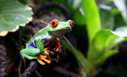 istock_frog-tree.jpg istock_frog-tree.jpg