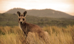 istock_kangaroo-2.jpg istock_kangaroo-2.jpg