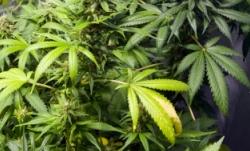 istock_marijuana.jpg istock_marijuana.jpg