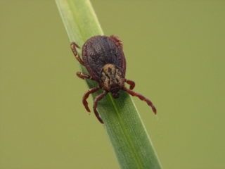 istock_mite.jpg istock_mite.jpg
