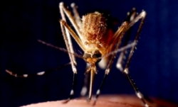 istock_mosquito.jpg istock_mosquito.jpg
