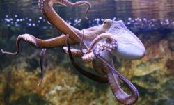 istock_octopus.jpg istock_octopus.jpg