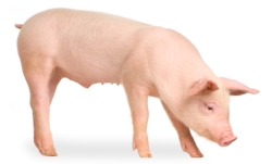 istock_pig.jpg istock_pig.jpg
