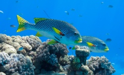 istock_reef-fish.jpg istock_reef-fish.jpg