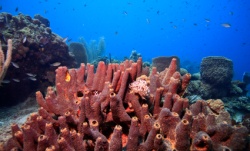 istock_reef-seasponge.jpg istock_reef-seasponge.jpg