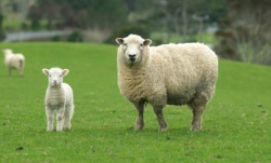 istock_sheep.jpg istock_sheep.jpg