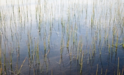 istock_wetlands.jpg istock_wetlands.jpg