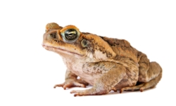 jaykayl_-_cane_toad.jpg jaykayl_-_cane_toad.jpg