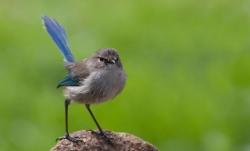 karonswan_-_blue_wren.jpg karonswan_-_blue_wren.jpg