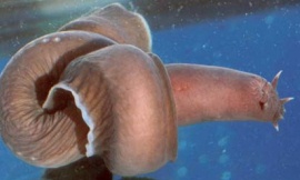 kinskarije_flickr_-_hagfish