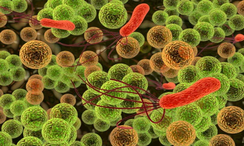 knorre_bacteria_shutterstock