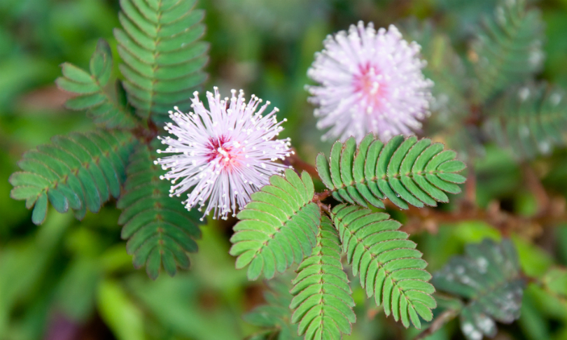 kunanon_Mimosa_shutterstock