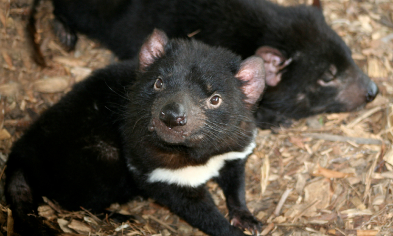 lstanners_TasmanianDevil_iStock