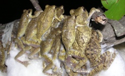 macquarie_-_chiromantis_xerampelina.jpg macquarie_-_chiromantis_xerampelina.jpg