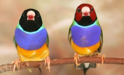 macquarie_finches.jpg macquarie_finches.jpg