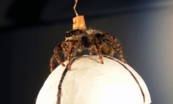 macquarie_spider.jpg macquarie_spider.jpg