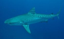 tigershark.jpg tigershark.jpg