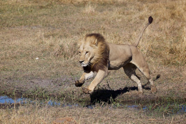 maned-lioness