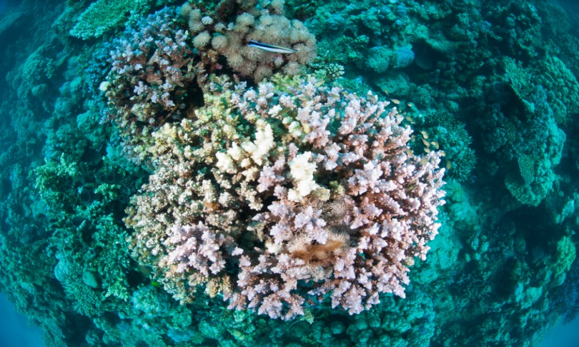 mark-doh_deadcoral_istock