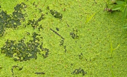 markbrazier_-_algae.jpg markbrazier_-_algae.jpg