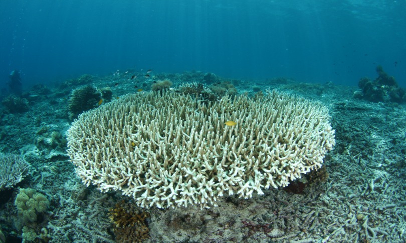 melvinlee_coral_shutterstock