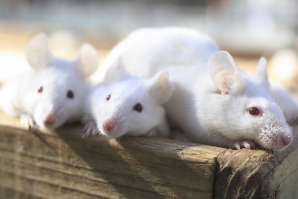 mice-reward