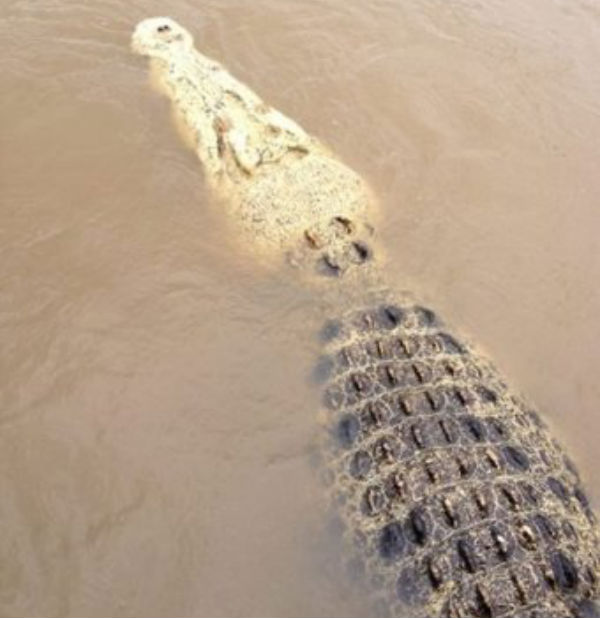 michael-croc