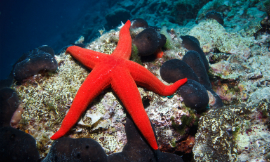 mkurtbas_SeaStar_iStock