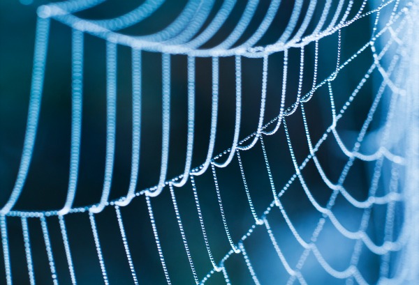mycteria_web_shutterstock