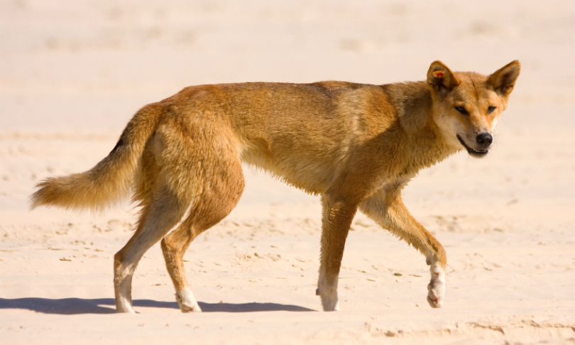 Dingoes May Control Feral Cats