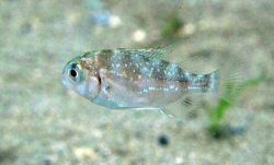 niwa_snapper.jpg niwa_snapper.jpg