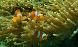 nemo_fish.jpg nemo_fish.jpg