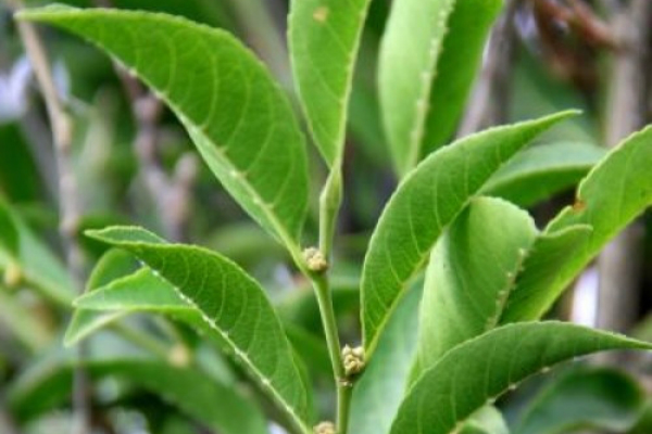 new-plant-species-rinorea-niccolifera