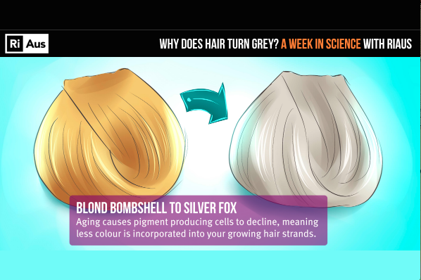 17+ When Does Hair Turn Grey Pics