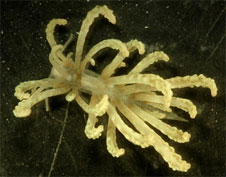 nudibranch.jpg nudibranch.jpg