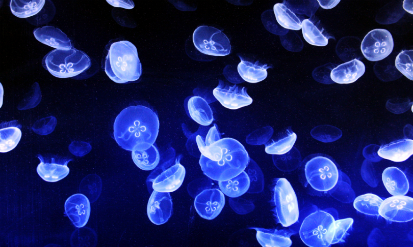 oktobernight__Jellyfish_iStock
