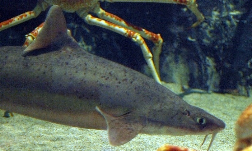opencage_mandarindogfish_wikicommons