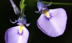Orchid