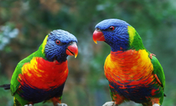 parrots.jpg parrots.jpg
