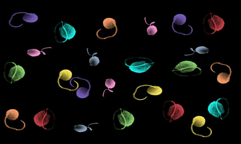 paulgilson_algae_universityofmelbourne