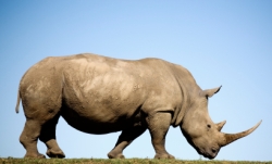 paulgregg_-_rhino.jpg paulgregg_-_rhino.jpg