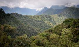 photo-phinish-CloudForest-iStock