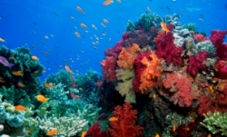 istock_colourfulreef.jpg istock_colourfulreef.jpg