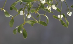rike__-_mistletoe.jpg rike__-_mistletoe.jpg