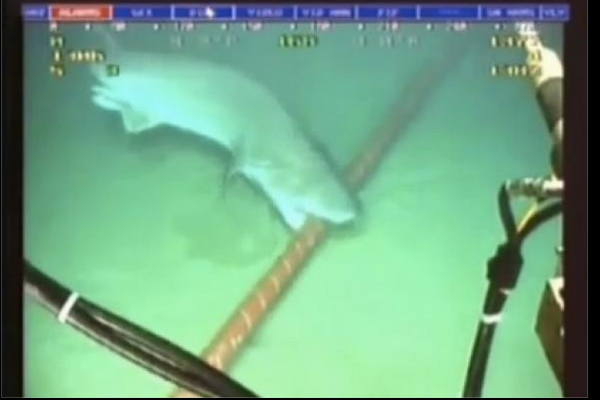 shark