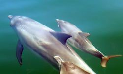 shark_bay_dolphin_scooter_leads_her_calf_harley_with_friend_close_by._photo_courtesy_amanda_coates_and_janet_mann.jpg shark_bay_dolphin_scooter_leads_her_calf_harley_with_friend_close_by._photo_courtesy_amanda_coates_and_janet_mann.jpg
