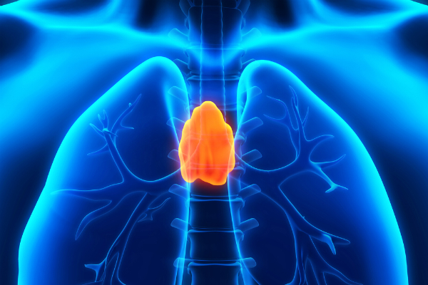 shutterstock_thymus